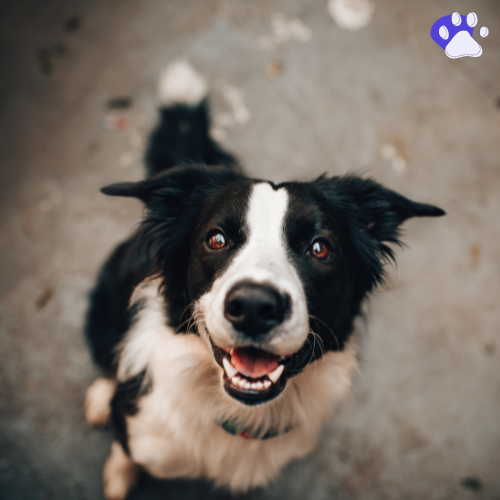 Dog Breed Identifier Logo
